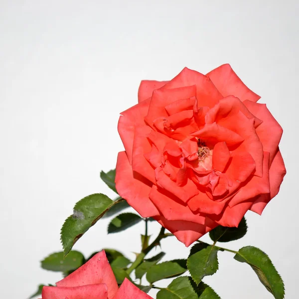 Rose on white background — Stock Photo, Image