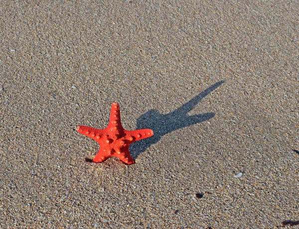 Starfish na areia — Fotografia de Stock