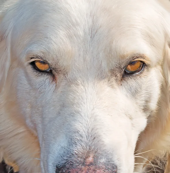 Dog stare at the camera — Stock Photo, Image