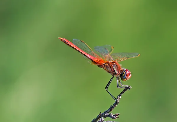 Rote Libelle Nahaufnahme — Stockfoto