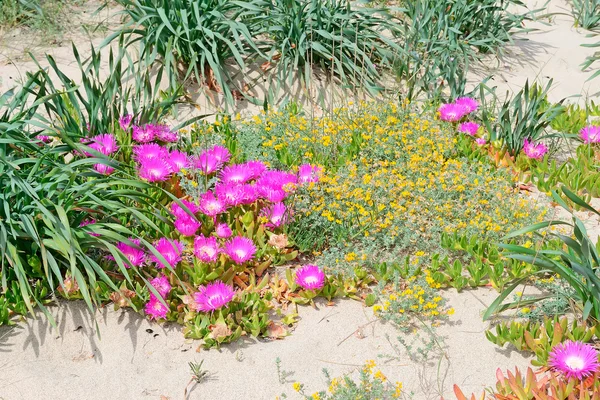 Flowers on the sand — Stock Photo, Image