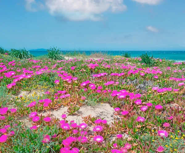 Sardinské květiny — Stock fotografie