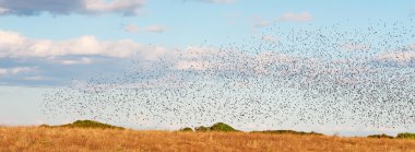 büyük kuş sürüsü