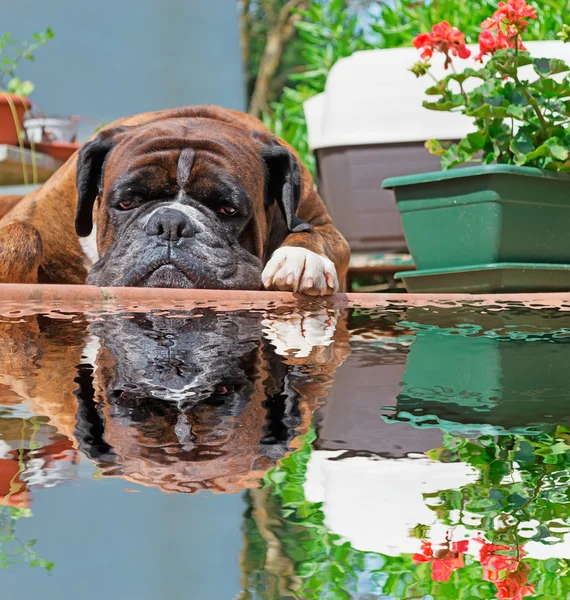 Reflexión boxeador — Foto de Stock