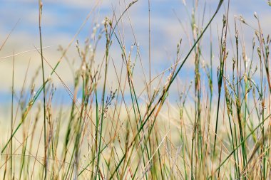 yeşil ve sarı çiviler