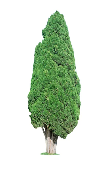 Cypress on white — Stock Photo, Image