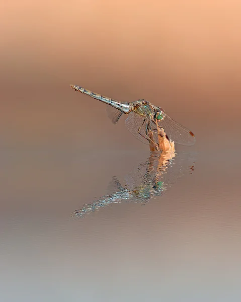 Reflexão libélula — Fotografia de Stock