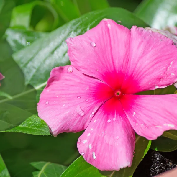 Wet pink flower — Stock Photo, Image