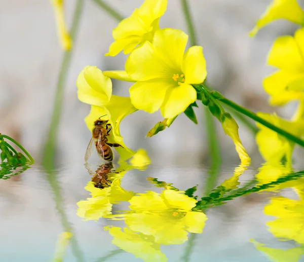 Ape e fiore sopra l'acqua — Foto Stock