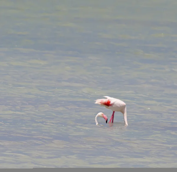 Legrační flamingo — Stock fotografie
