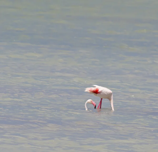 Legrační flamingo — Stock fotografie