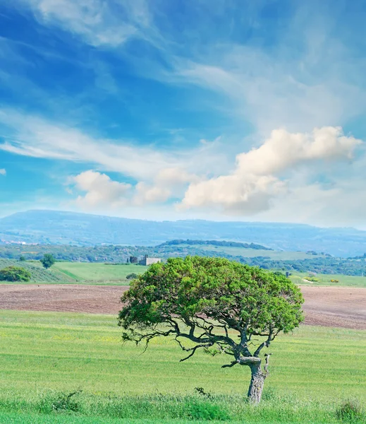Tölgyfa és a kék ég — Stock Fotó