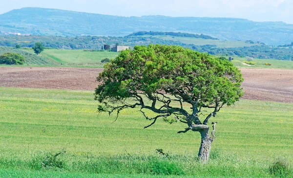 Quercia ed erba — Foto Stock