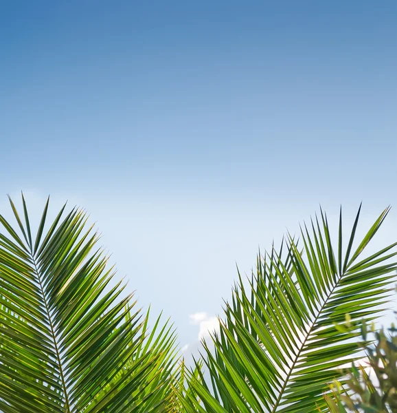 Palm branches — Stock Photo, Image