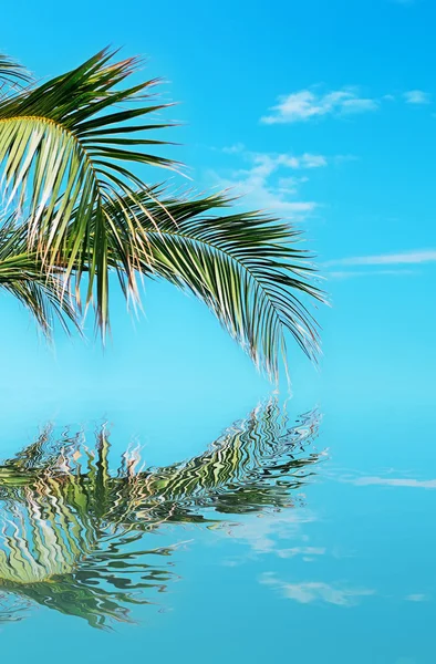 Palm branch reflection — Stock Photo, Image