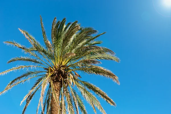 Palm and sun — Stock Photo, Image