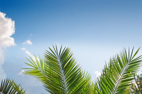 Palmové větve — Stock fotografie