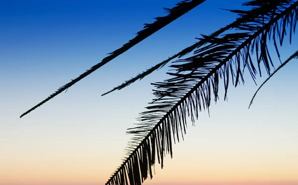 Palm siluett — Stockfoto