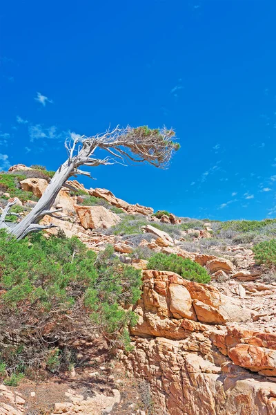 Ramo di pino e rocce — Foto Stock