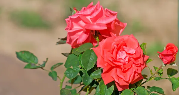 Red roses — Stock Photo, Image