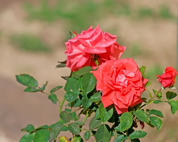 Red roses — Stock Photo, Image