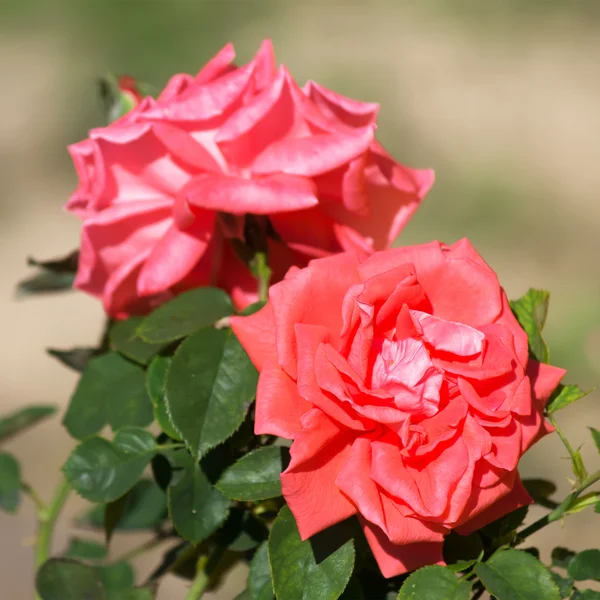 Red roses and green leaves — Stock Photo, Image