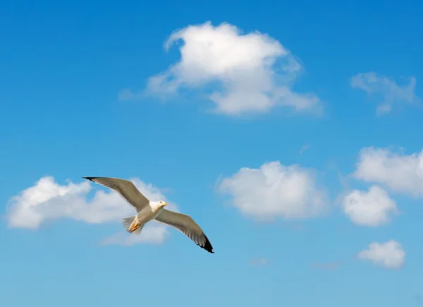 Seagull and clouds — Stock Photo, Image