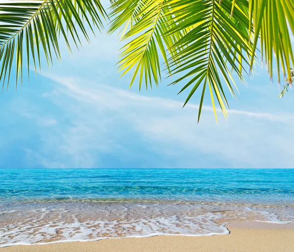 Palmen door de kust — Stockfoto