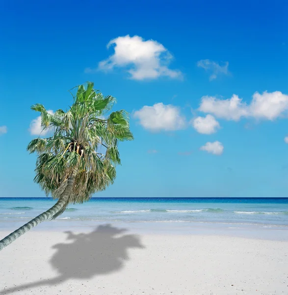 Witte strand en palm — 스톡 사진