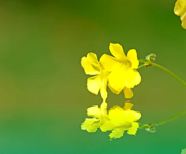 Reflexión oxalis — Foto de Stock