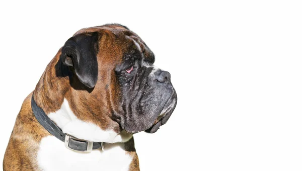 Boxer on white — Stock Photo, Image