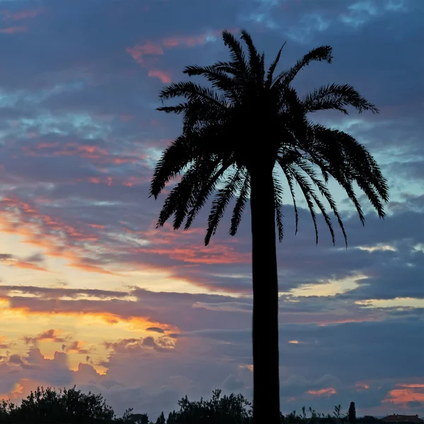 Silhouettes de palmier — Photo