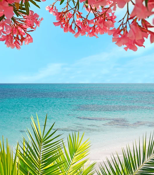 Palm, bloemen en zand — Stockfoto