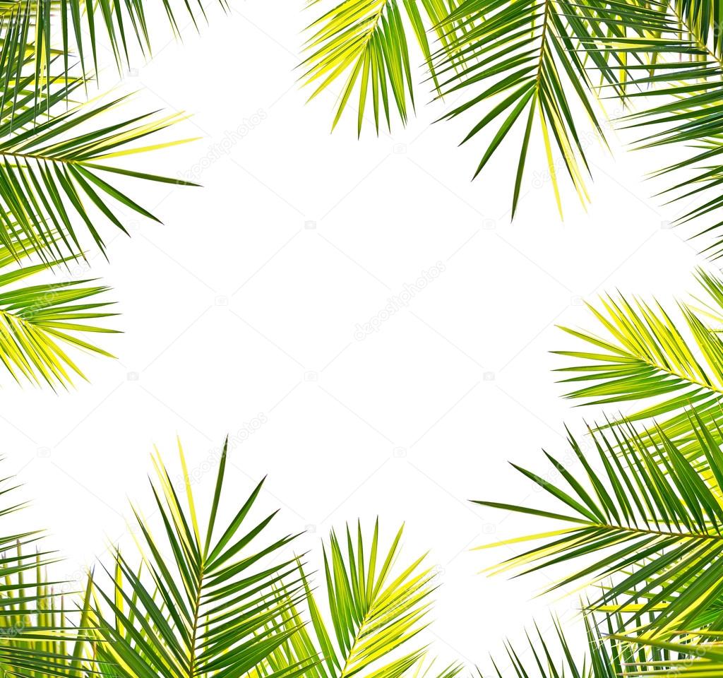 palm frame on white 