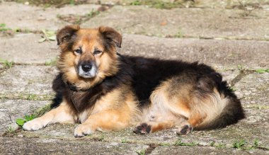 Küçük Köpek