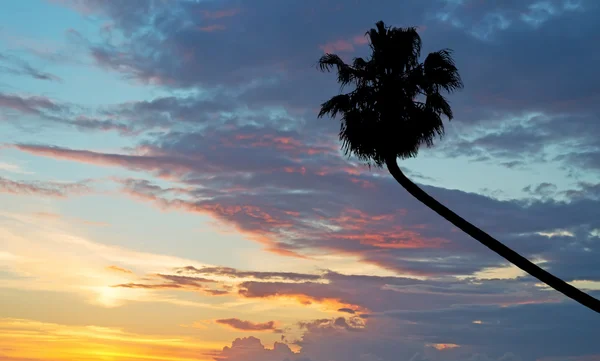 Sonnenuntergang mit Palme — Stockfoto