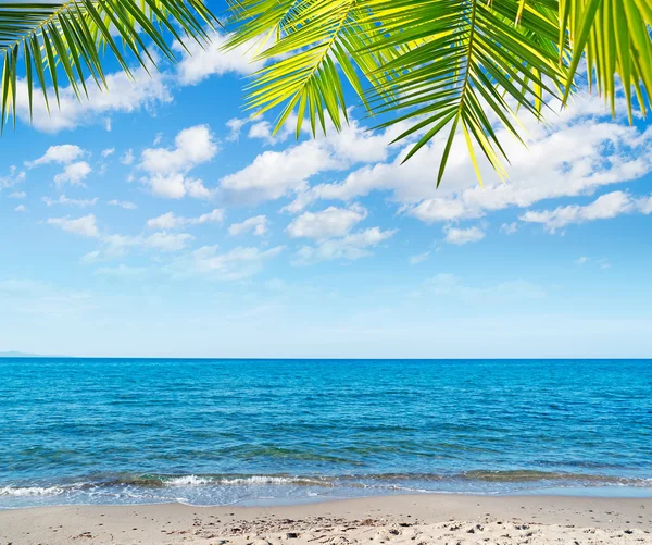 Blått vatten och palmer — Stockfoto