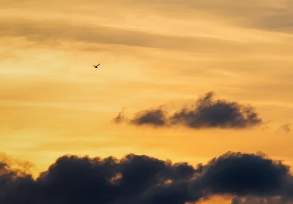 Flying at dusk — Stock Photo, Image