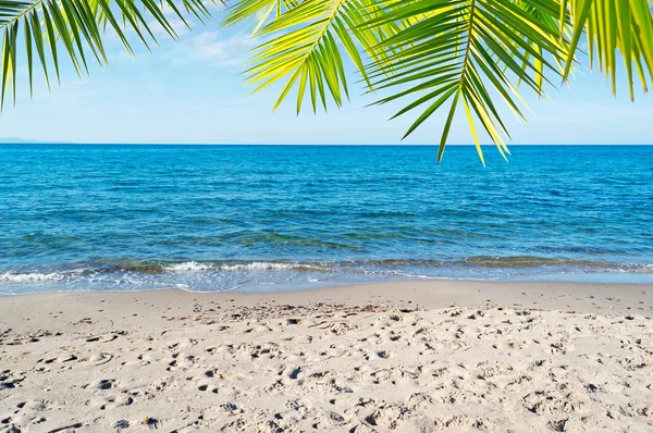 Palm vid havet — Stockfoto
