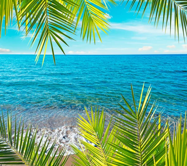 Palmblad och havet — Stockfoto