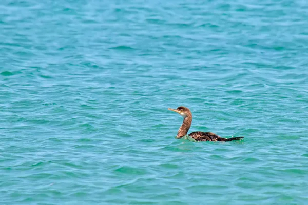 Cormorano sull'acqua — Foto Stock