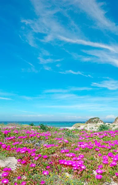 Platamona strand virágok — Stock Fotó