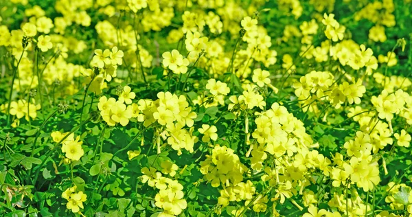 Verde y amarillo — Foto de Stock
