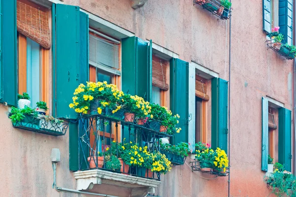 Grüne Fenster und gelbe Blumen — Stockfoto