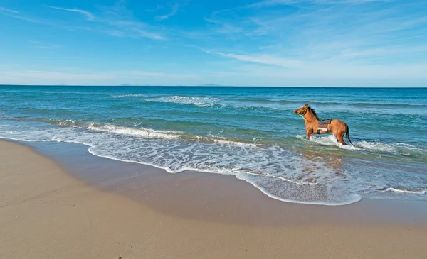 Horse in the sea — Stock Photo, Image