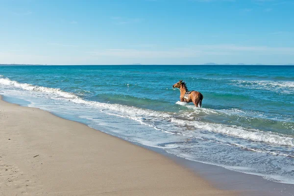 Pferd am Strand — Stockfoto