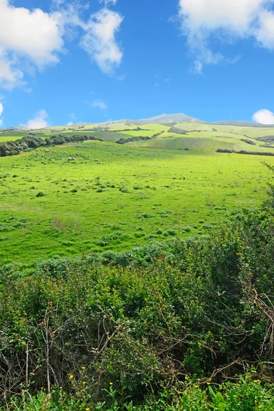 Pradera y colinas —  Fotos de Stock