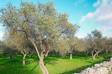 zeytin ağaçları altında bulutlar