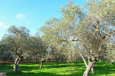zeytin ağaçları