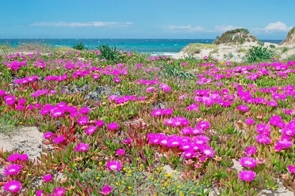 Platamona na primavera — Fotografia de Stock